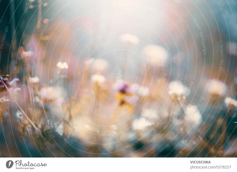 Dreamy blurred floral nature background with cloudy light and flowers bokeh, outdoor dreamy abstract shiny design garden landscape beautiful natural summer