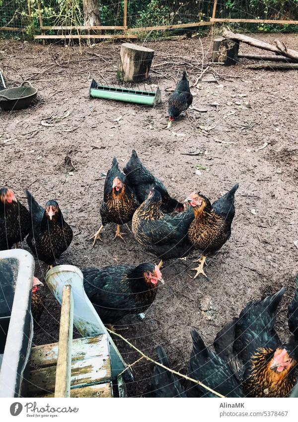Black chickenies fowls Poultry variegated animals Feather Nature Bird Chicken coop Farm animal Exterior shot Beak Keeping of animals