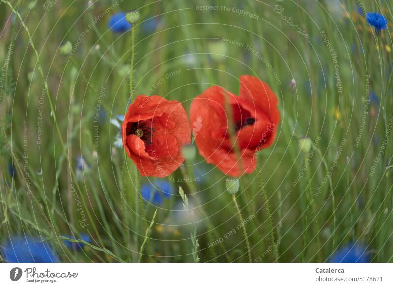 again Mohntag Red Green Corn poppy Poppy petals Nature blossom Blossom Garden Flower Plant flora fade Grass Meadow Day daylight cornflowers fragrances wax