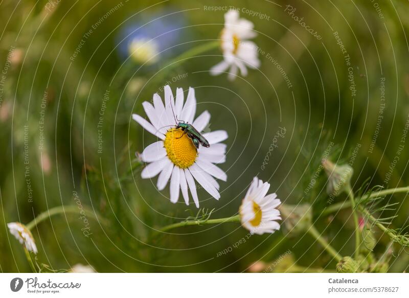 Green ibex beetle on the flower of a daisy Crawl fade blossom Blossom Animal Insect Plant fauna flora Nature Environment Day daylight Garden Flower fragrances