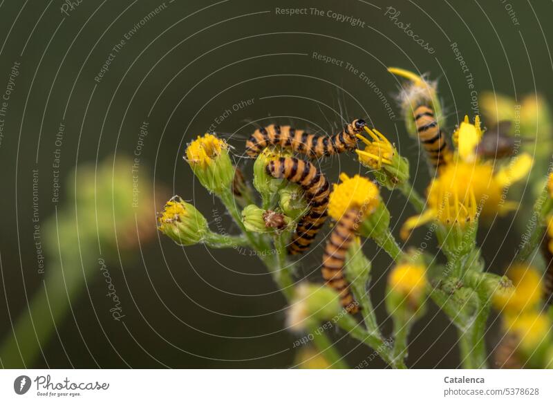 The caterpillars of the blood bear on ragwort fauna flora Animal Insect Caterpillar Butterfly Scallop Bear Tyria jacobaeae Crimson Bear bear moth moths To feed