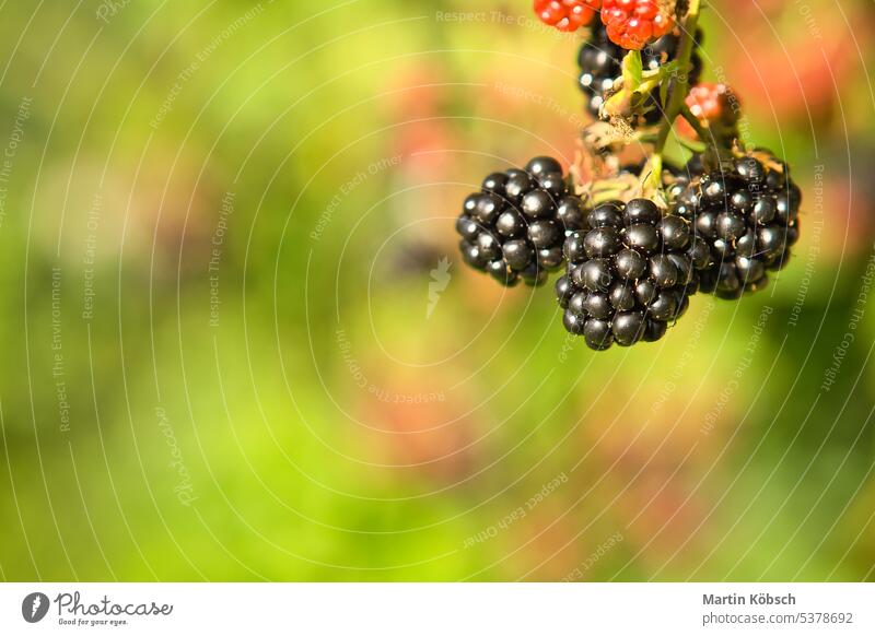 Blackberry on the branch. Ripe fruit. Vitamin rich fruit. Close up of food vitamin healthy botany compote vegetarian BIO cultivation dessert vitamin C flora
