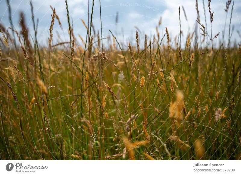 Wild grass meadow close up wild wild meadow Nature Plant Wild plant Colour photo Summer Meadow naturally Exterior shot Grass