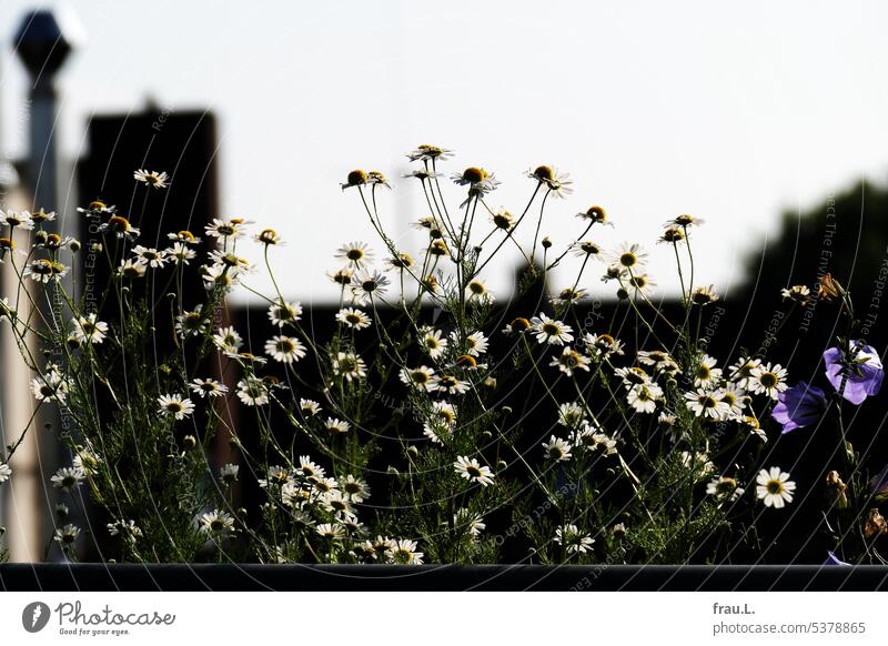 chamomile roofs Flower Summer Roof terrace Balcony Plant Sky Town Nature Bluebell Chamomile