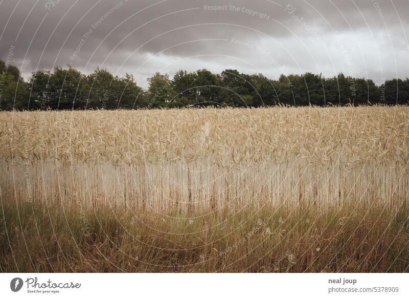 Edge of a cornfield in monochrome color gradations in gloomy weather Nature Cornfield Landscape Field Grain Agricultural crop Agriculture Grain field
