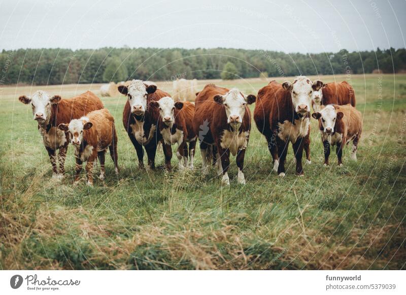 A herd of brown cattle stands in a pasture and looks at the camera Herd of cattle cows Brown Willow tree Pastureland Farm animals Agriculture animal world