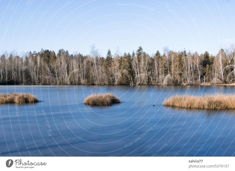Idyllic reed lake with grass islands Lake trees Water Islands Winter Blue Landscape Nature Ice Forest Cold Moor lake Sky Frozen Calm tranquillity idyllically
