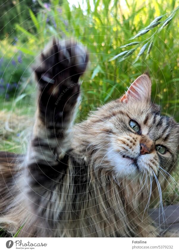 My cat sticks her paw up in the air and shouts, "Hey, high five!" Well, I'll take that! Cat Pelt Longhaired cat Fluffy pets purebred cat maine coon cat Cute