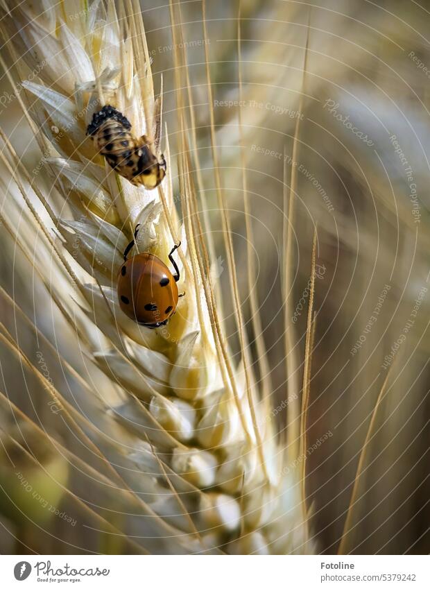 On the ear of corn, a ladybug has just hatched from its pupa. Now it leaves its old home behind and crawls along the grains in search of food. Ladybird