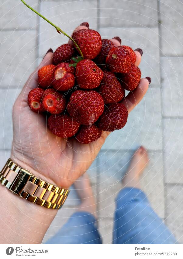 Times briefly fetched a few strawberries from the garden. They are wonderful red, juicy and sweet! Strawberry Fruit Red cute Food Delicious Fresh Juicy Healthy