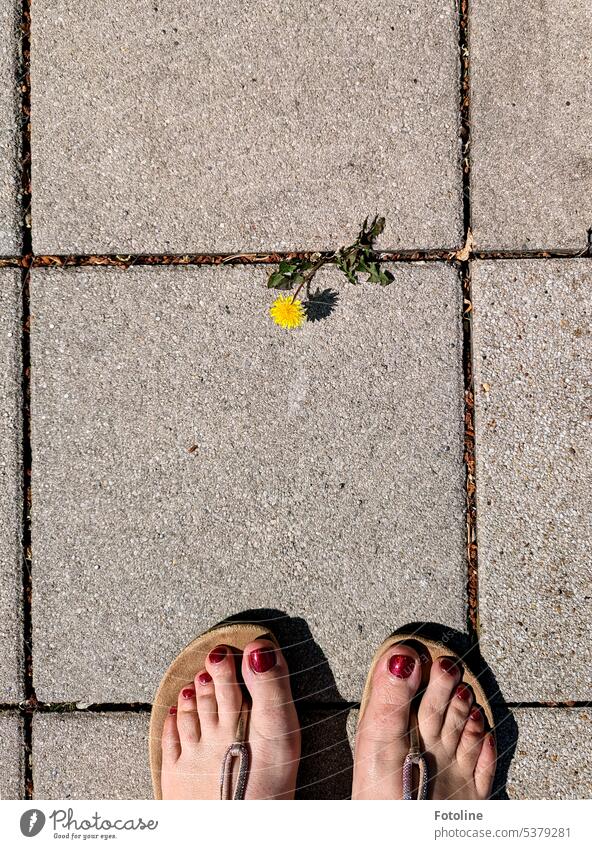 This small dandelion between stone sidewalk slabs slowed me down on the way to the end of the day. I stood there and just had to photograph them. Dandelion