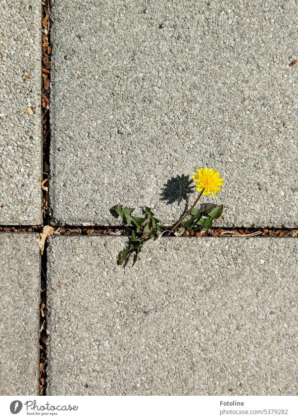 A dandelion blooms between stone tiles. The flower bathes in the sunshine and casts a shadow on the gray of the stone tiles. Dandelion Flower Nature Summer Leaf
