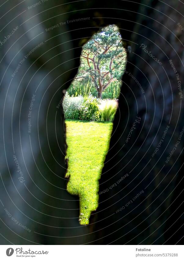Like looking through a keyhole. Through a hole in a tree I could catch a glimpse of another world. Hollow Keyhole Tree Grass Meadow Lawn plants Mysterious Green