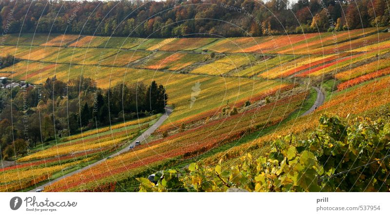 autumn vineyard scenery Agriculture Forestry Landscape Autumn Tree Bushes Leaf Field Hill Brown Yellow Green Idyll Wine growing kochertal Orange panorama