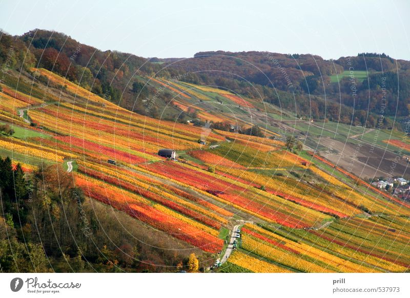 autumn vineyard scenery Agriculture Forestry Landscape Autumn Tree Bushes Leaf Agricultural crop Field Hill Brown Multicoloured Yellow Green Idyll Transience