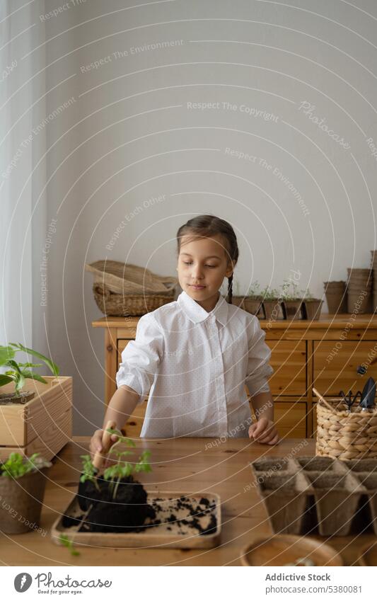 Kid preparing soil with plants on table girl gardener home cup tray serious kid casual room inside organic interior pensive house lifestyle hobby fresh flora