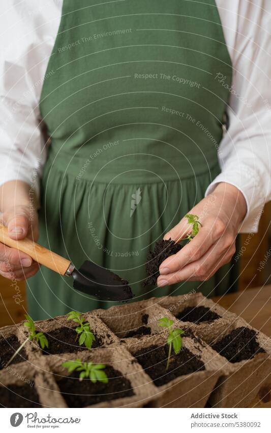 Unrecognizable woman preparing soil for planting seedling gardener seeding spade box table apron grow female cultivate hobby pot growth daylight green prepare