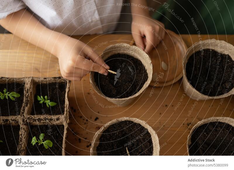 Crop child planting seedling in pot gardener girl soil sprout cultivate horticulture seeding growth natural wooden flora flowerpot fertile table botany work