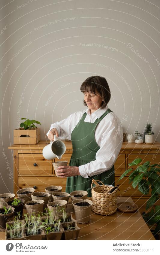 Woman pouring water in cup with soil and potted plant woman gardener home horticulture wooden table cultivate female work apron fresh organic botany hobby care