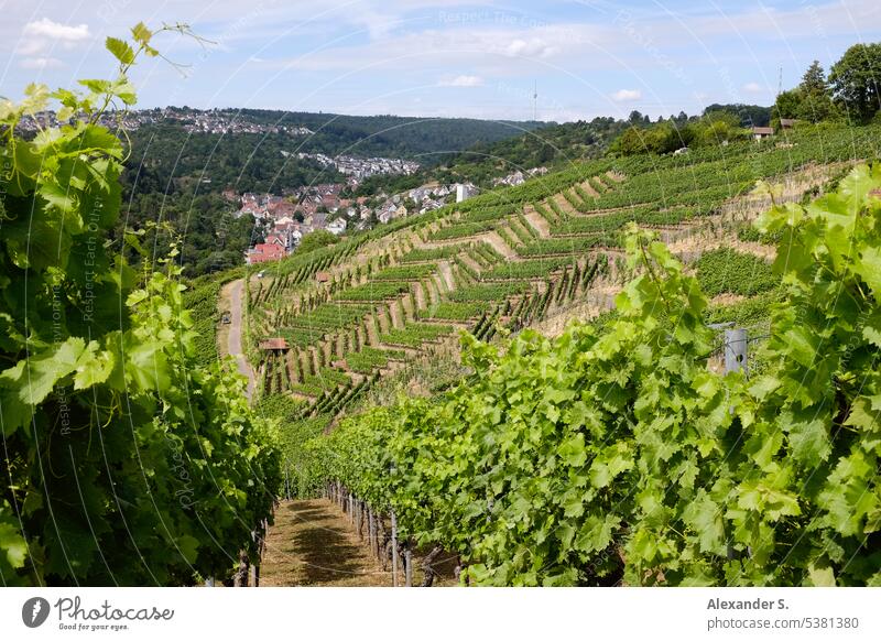 View through vineyards to Stuttgart-Rohracker, in the background the television tower panorama Panorama (View) panoramic view Forest Landscape Vantage point