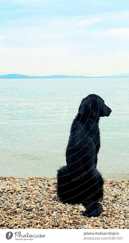 Flatcoated Retriever sitting alone on the beach looking into the distance. Dog, black dog Animal Pet retriever animal portrait Love of animals Exterior shot