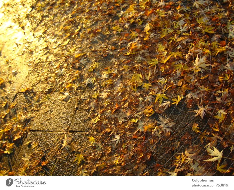 gold rush Sidewalk Wet Damp Illuminate Leaf Transience Decline Heap Light Yellow Physics Glittering Sunset Autumn Luxury Precious Brown Honey Floor covering