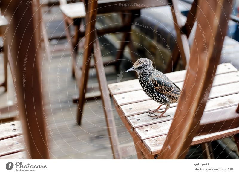 Birds of London II Downtown House (Residential Structure) Places Animal Wing 1 Spring fever Desire Voracious Chair Gastronomy Guest Cute Starling Wait Feeding