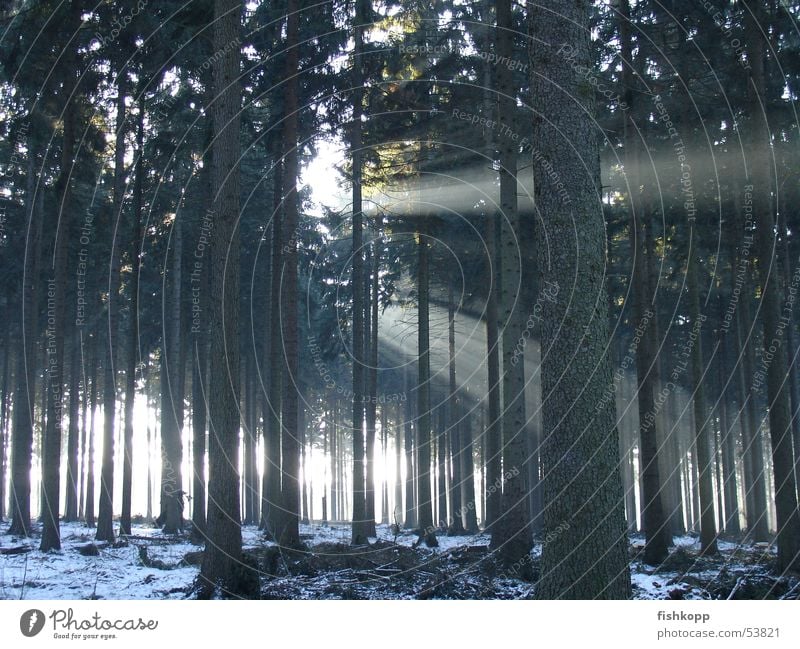winter light Forest Light Shaft of light Sunbeam Clearing Enchanted forest Winter Forest walk Beam of light Snow