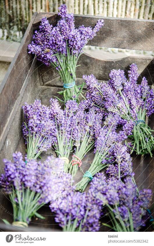 Bouquets with lavender flowers in a wooden box Wooden box Lavender Ostrich Colour photo Nature Flower Decoration Plant Spring Blossoming Summer Green pretty
