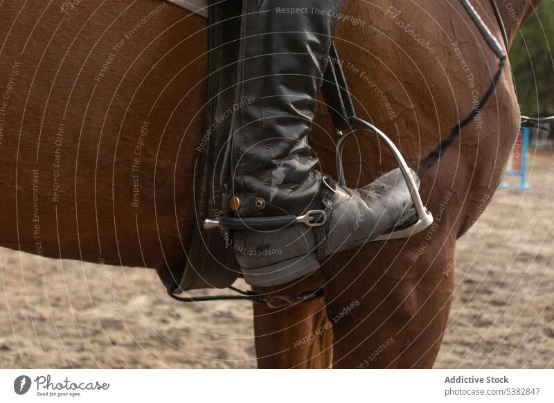 Crop equestrian with horse in paddock chestnut boot leather person nature countryside ranch style mammal stable animal equine brown stallion ground idyllic
