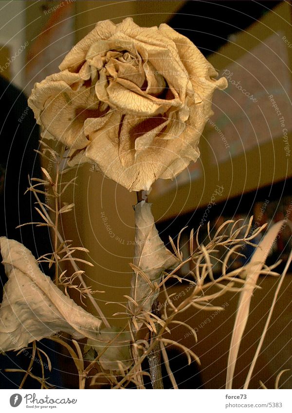 the yellow rose Rose Blossom Yellow Thorn Dried flower Flower