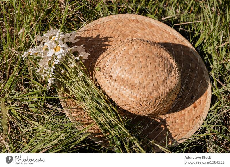 Hat with chamomiles on grass hat daisy flower straw hat bouquet bloom summer field green wildflower blossom fresh lawn nature white bunch floral herb twig stem