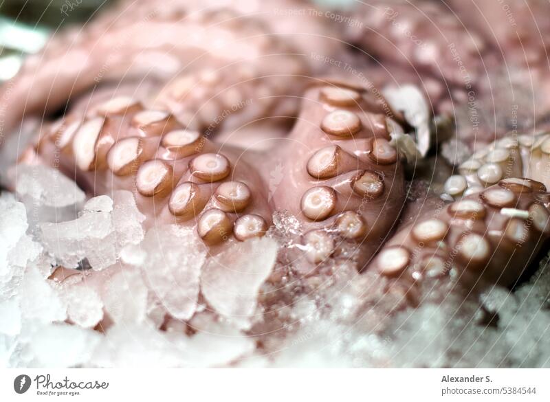 Squid tentacles on ice Octopus Octopods octopus Ice Food Seafood Tentacle Suction pad