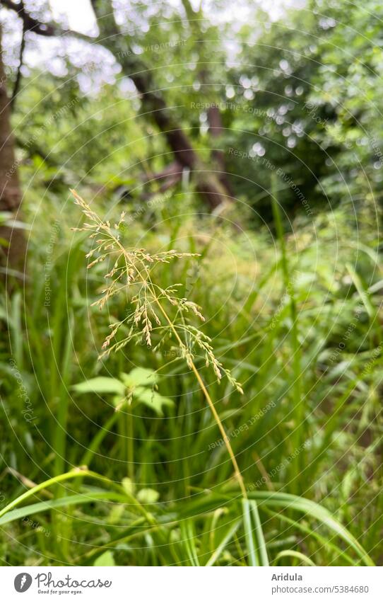 Grasses on the bank of the stream grasses Brook blurred Nature Water trees Tree Calm Environment Idyll tranquillity blurriness Forest