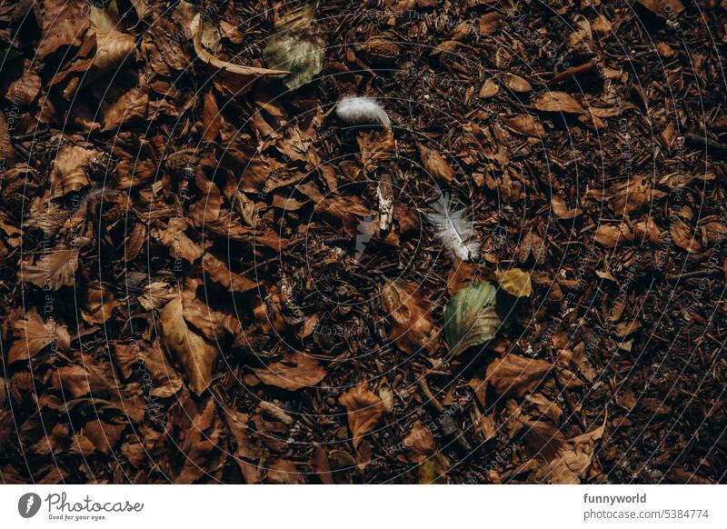 Dried leaves on earthy ground with two white feathers between them dried leaves Earthy soil Nature Autumn Autumn leaves Floor covering Natural elements