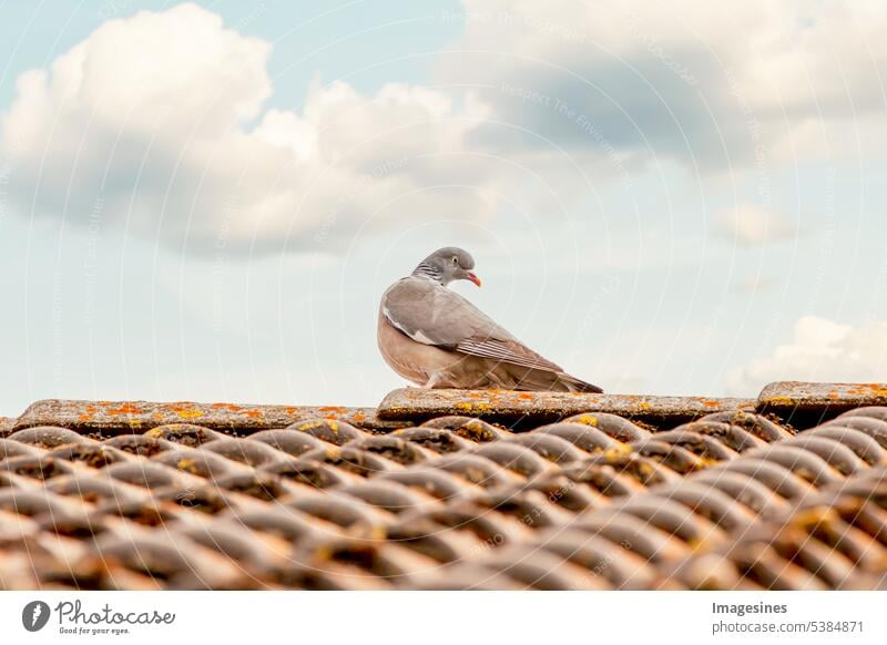 A pigeon on the roof. Carrier pigeon sits on the roof of a house in a blue cloudy sky Animal background Beak pretty Beauty & Beauty Bird birdwatching Blue Brown