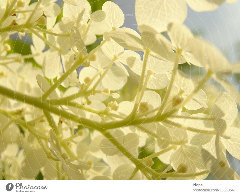 Interior of a hydrangea panicle Hydrangea blossom white flowers Blossoming garden flower Delicate Close-up Nature floral ornamental summer flower Summer feeling