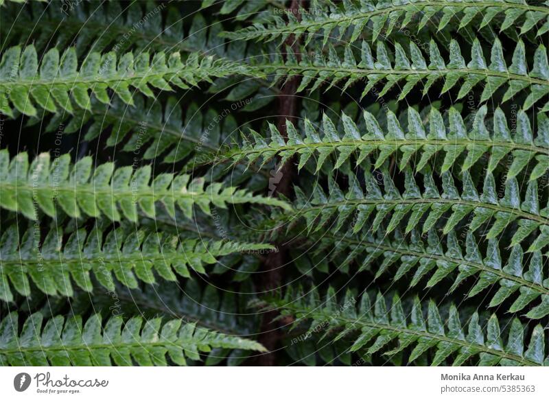 Green pattern from fern seen from above Fern ferns Farnsheets Pteridopsida Symmetry Symmetry in nature Pattern Structures and shapes Growth wax Bird's-eye view