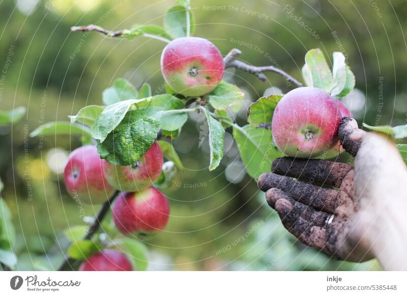 dirty hand picks apple from tree Gardening Pick Hand frowzy Earth Apple tree Colour photo Daylight Shallow depth of field Harvest Fruit Exterior shot Tree
