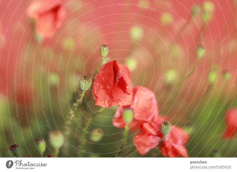raindrops on poppy blossoms against a red background. summer rain poppies Wet Red Meadow Corn poppy poppy seed capsules encapsulate flowers Nature stalk Summer