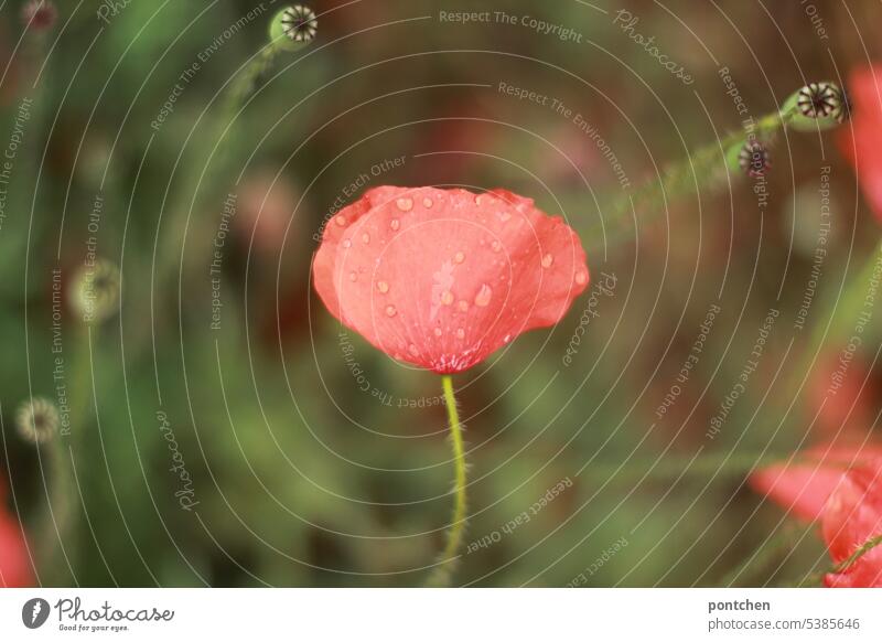 a poppy flower after the rain. raindrops on the petals Wild plant Beauty & Beauty Idyll Summer stalk blossom flowers Nature encapsulate Corn poppy Red