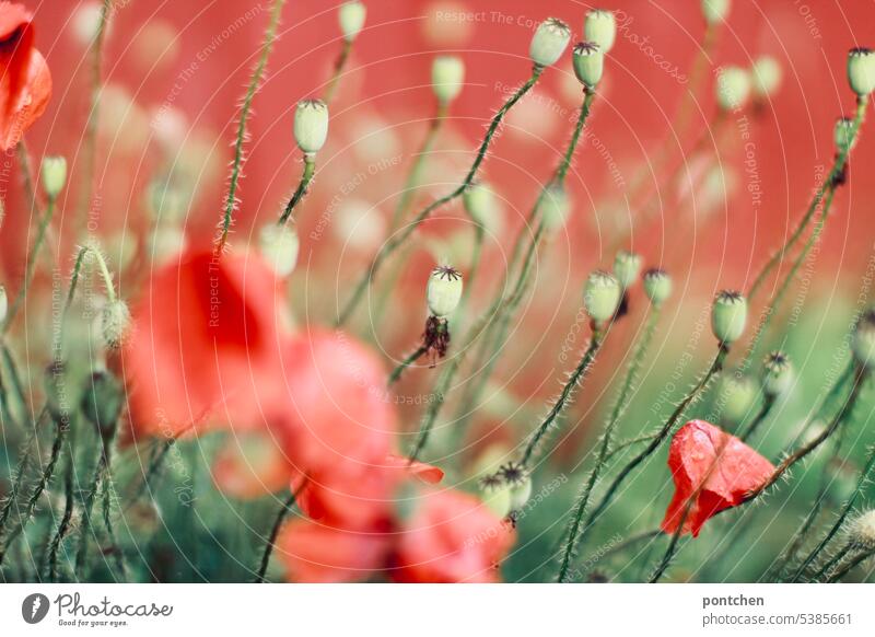 poppy, poppy blossoms and poppy pods against red background. blur. bloom and wilt Corn poppy poppies poppy seed capsules encapsulate flowers fade Red Close-up