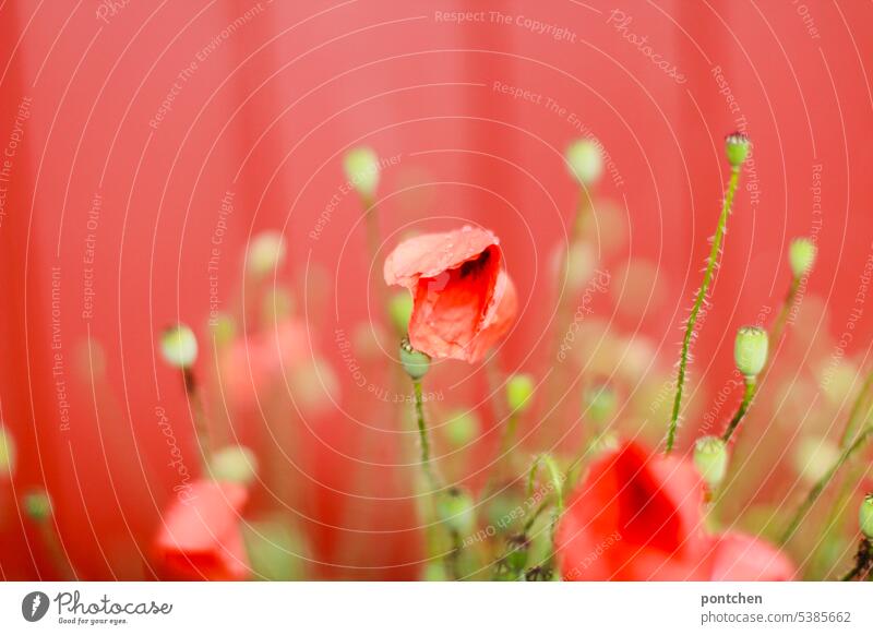 poppies against red background. wooden boards Beauty & Beauty Idyll Flower Meadow flower Summer stalk Nature Close-up Red fade blossom flowers encapsulate