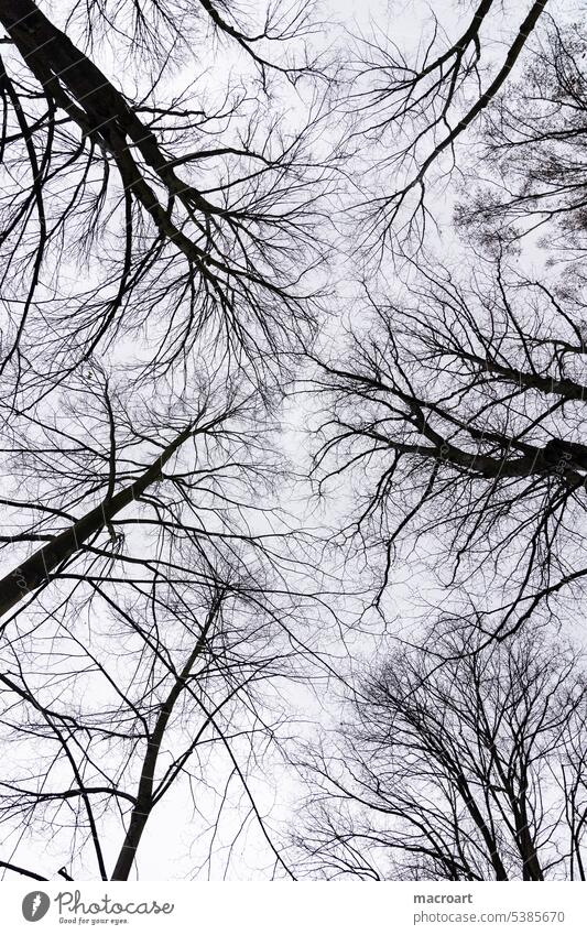 Barren treetops in winter Winter Sparse Treetops Bleak leafless Free Sky Gray black and white sight cloudy somber Gloomy dreariness Exterior shot trees Deserted