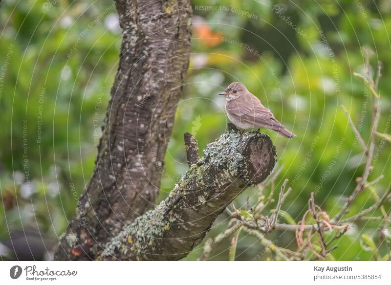 Grey Flycatcher in branches Spotted Flycatcher in the branches striated muscicapa Old World flycatcher Muscicapidae Actual flycatchers Muscicapinae red list