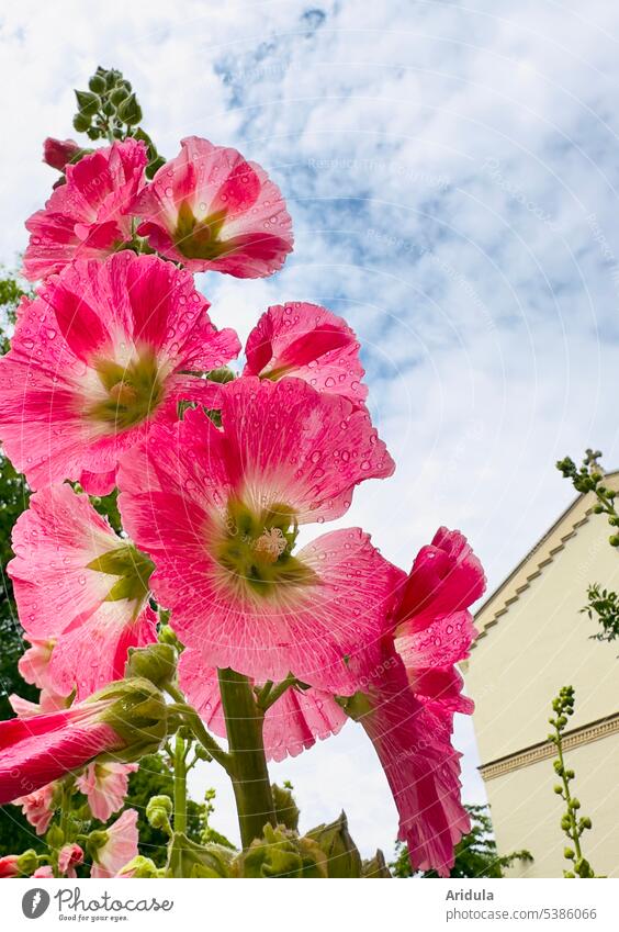 Frog perspective | hollyhock after the rain Hollyhock raindrops Sky Clouds House (Residential Structure) Flower Summer pink Pink Blossom Town Worm's-eye view