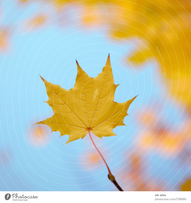 autumn leaf Environment Nature Plant Autumn Leaf Sustainability Warmth Blue Yellow Trust Safety (feeling of) Loyal Together Goodness Endurance Ease Dream Past