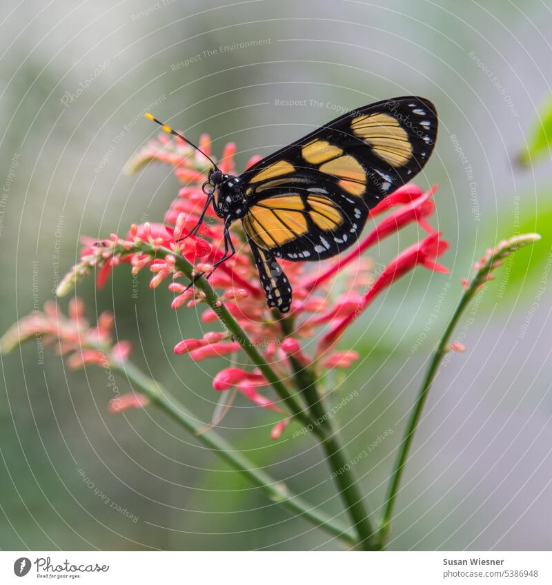 Black and yellow butterfly (glasswing) on red flowering plant with curled proboscis Butterfly black-yellow red flowers Insect glass winged aircraft