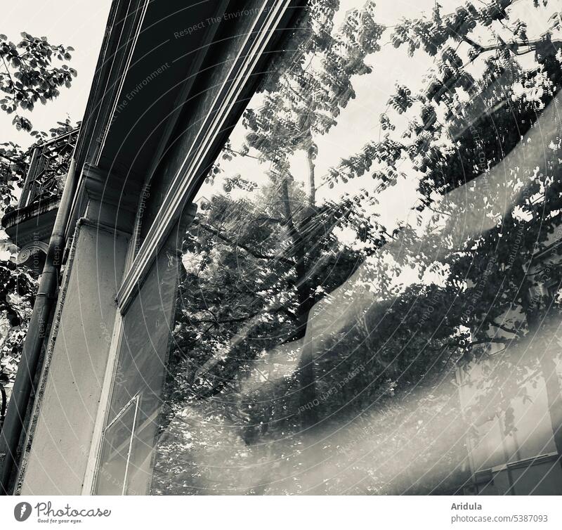 frog perspective | trees reflected in a shop window b/w reflection Shop window House (Residential Structure) Old building Reflection Window Town Glass Pane