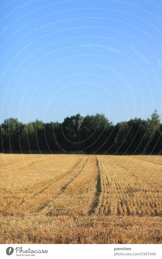 a grain field after harvest. Landscape Grain field Nature Agriculture Nutrition Growth Cornfield Agricultural crop Exterior shot Field Sky trees Summer Harvest